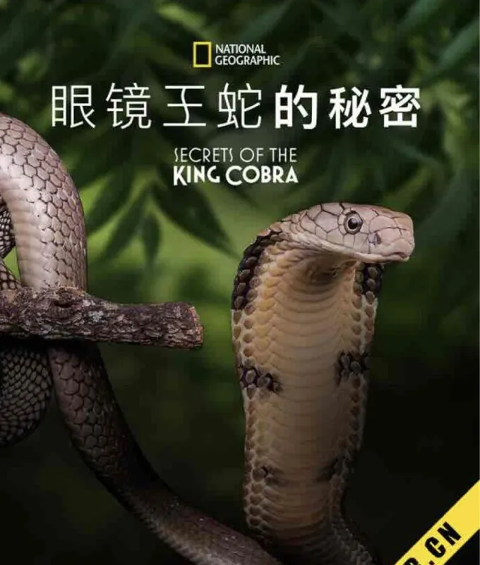 眼镜蛇的秘密（2010）